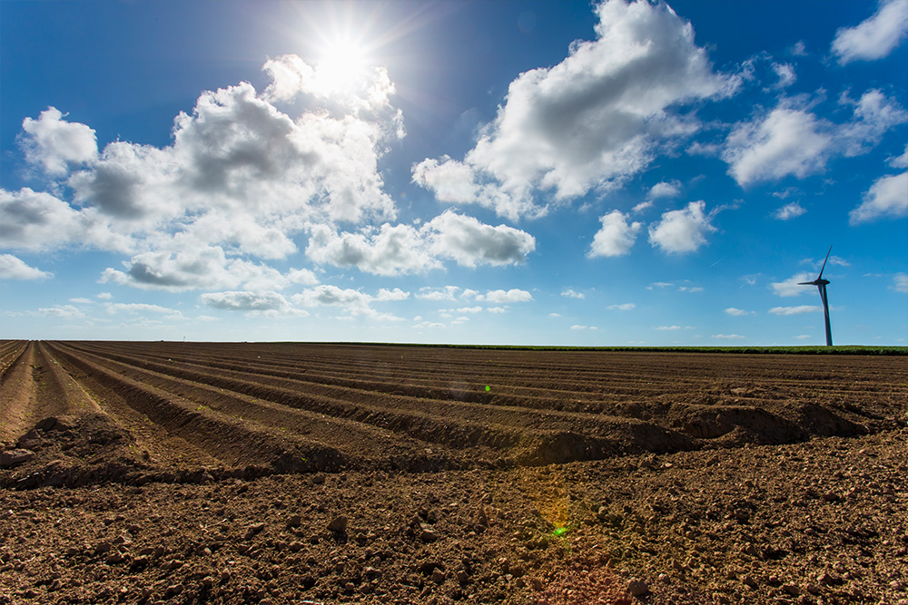 Open Field